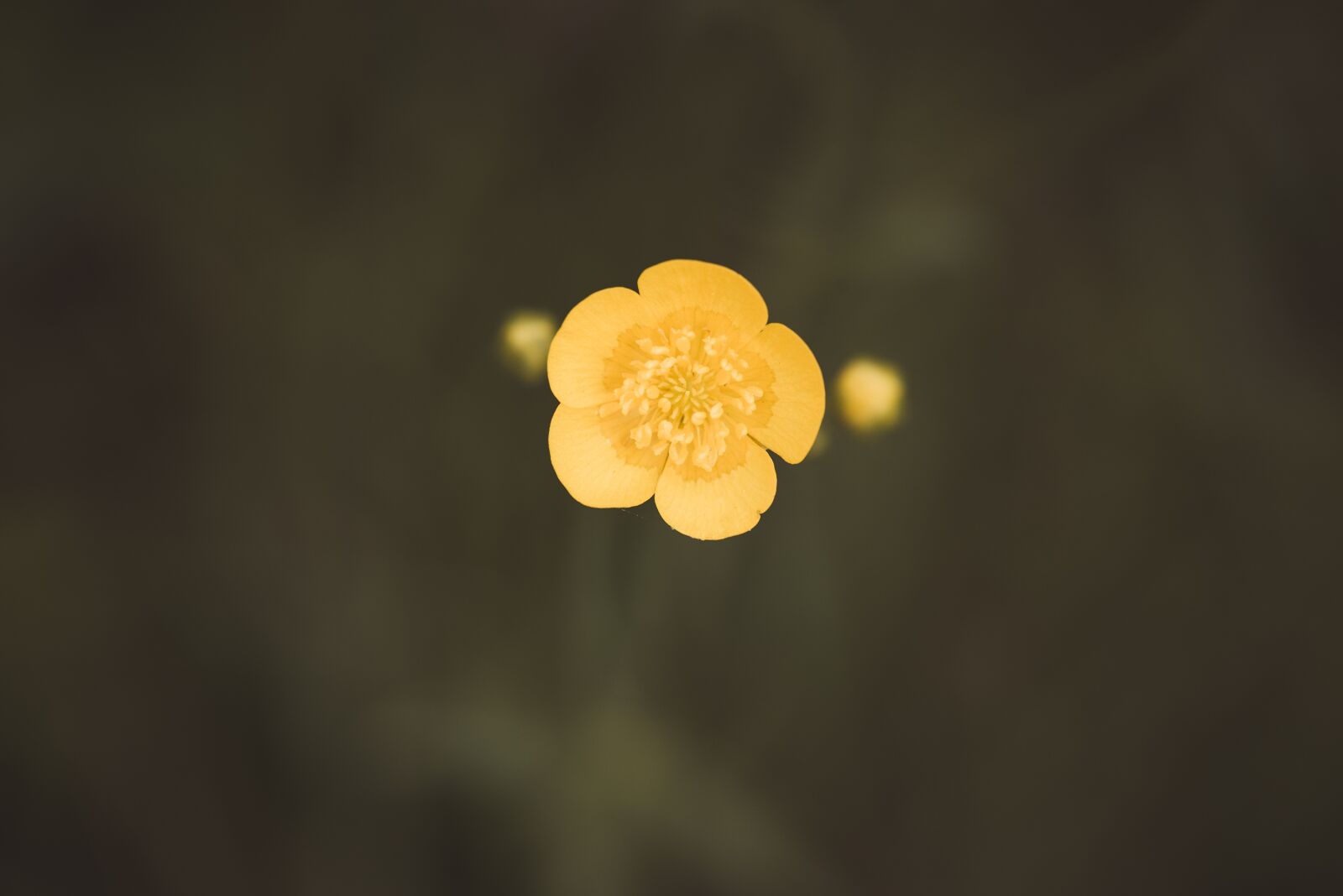 Nikon D750 sample photo. Flower, pointed flower, yellow photography