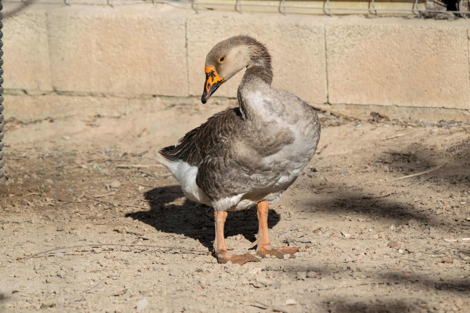 Nikon D5300 sample photo. Birds, animalia, nature photography