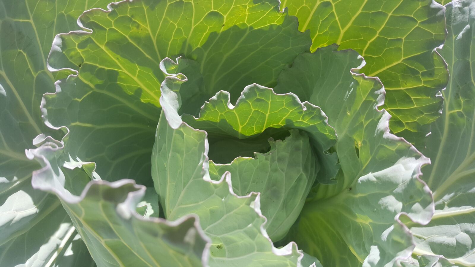 Samsung Galaxy S6 sample photo. Green, nature, cauliflower photography