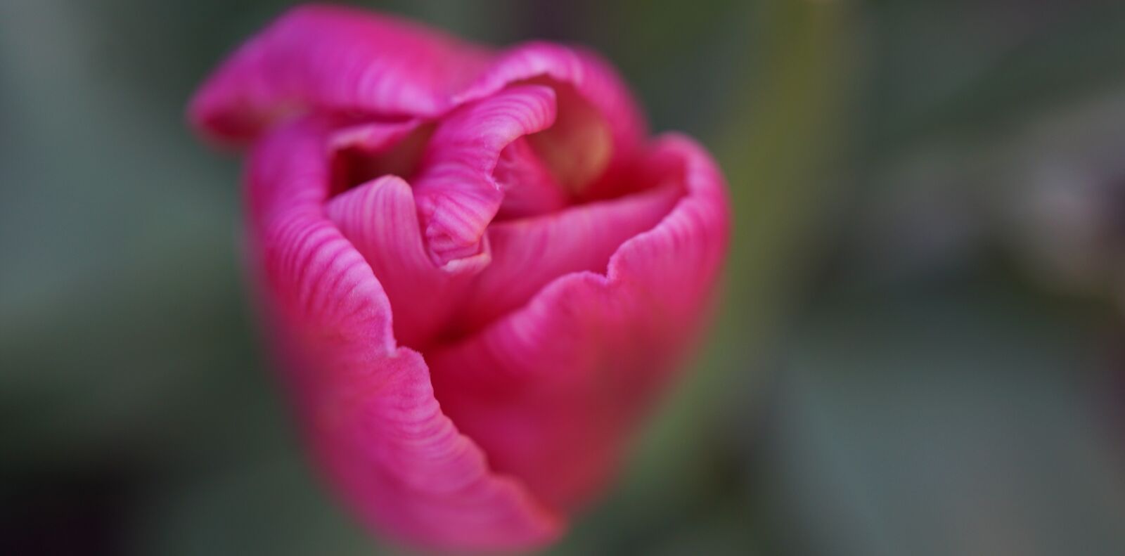 Sony a6000 + Sony E 30mm F3.5 Macro sample photo. Tulip, pink, early bloomer photography