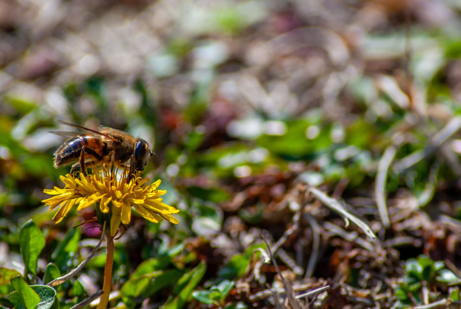 Nikon D60 sample photo. Bee, honey, insect photography