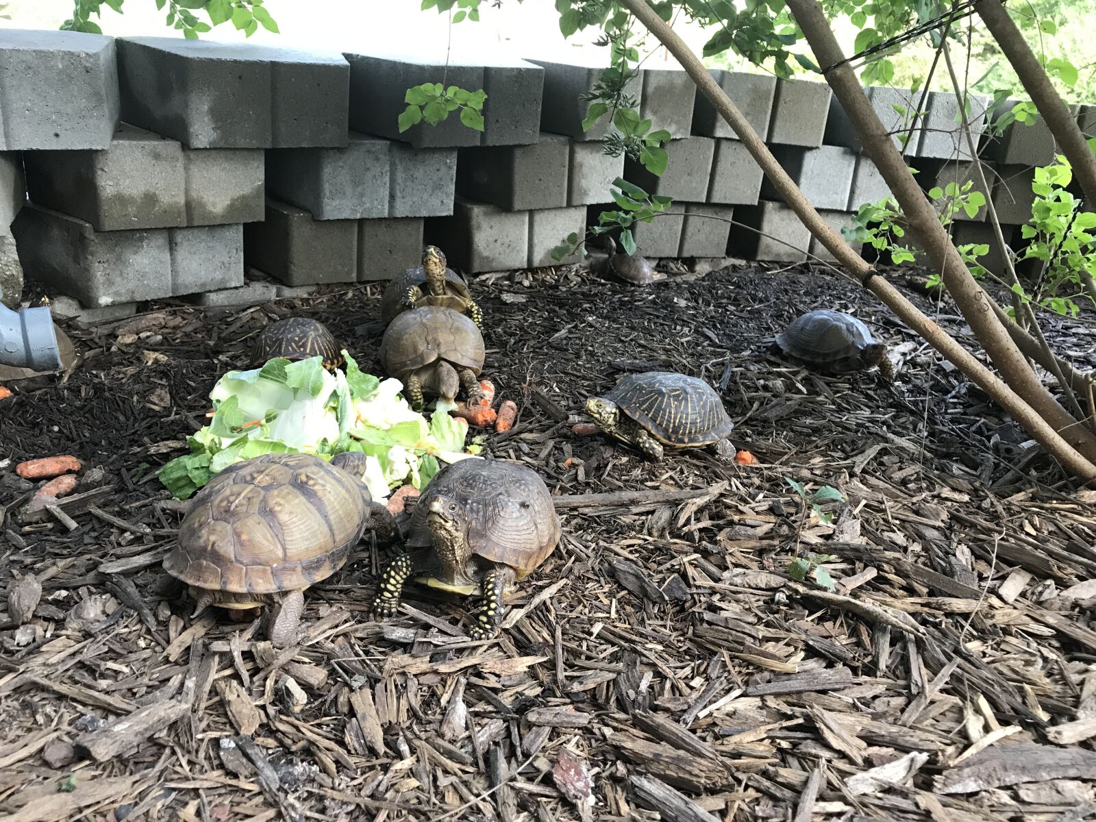 Apple iPhone 7 Plus sample photo. Box, turtle, reptile photography