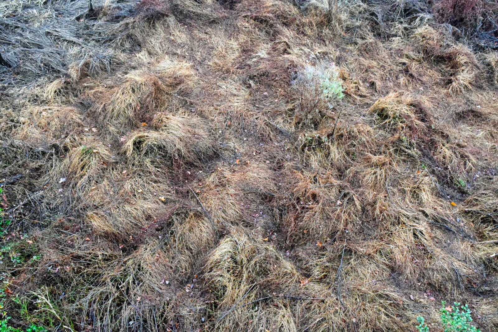 Nikon D3300 sample photo. Weed, scruff, dried photography