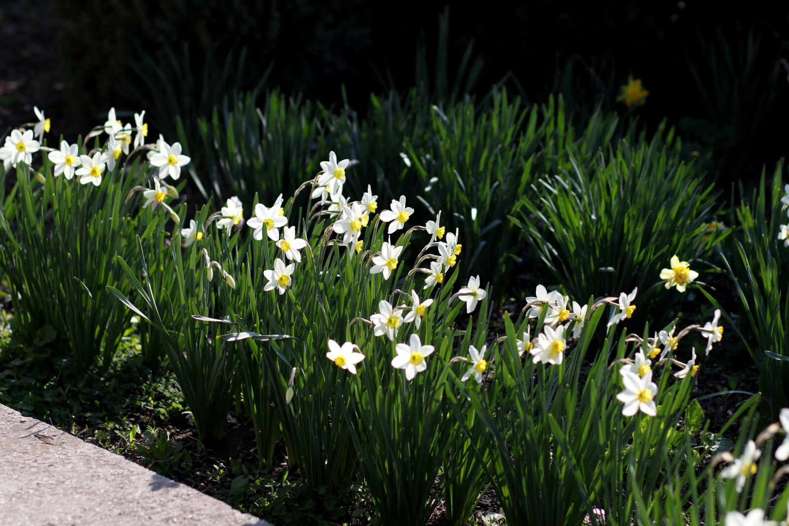 Canon EF 85mm F1.8 USM sample photo. Daffodil, white, flower photography
