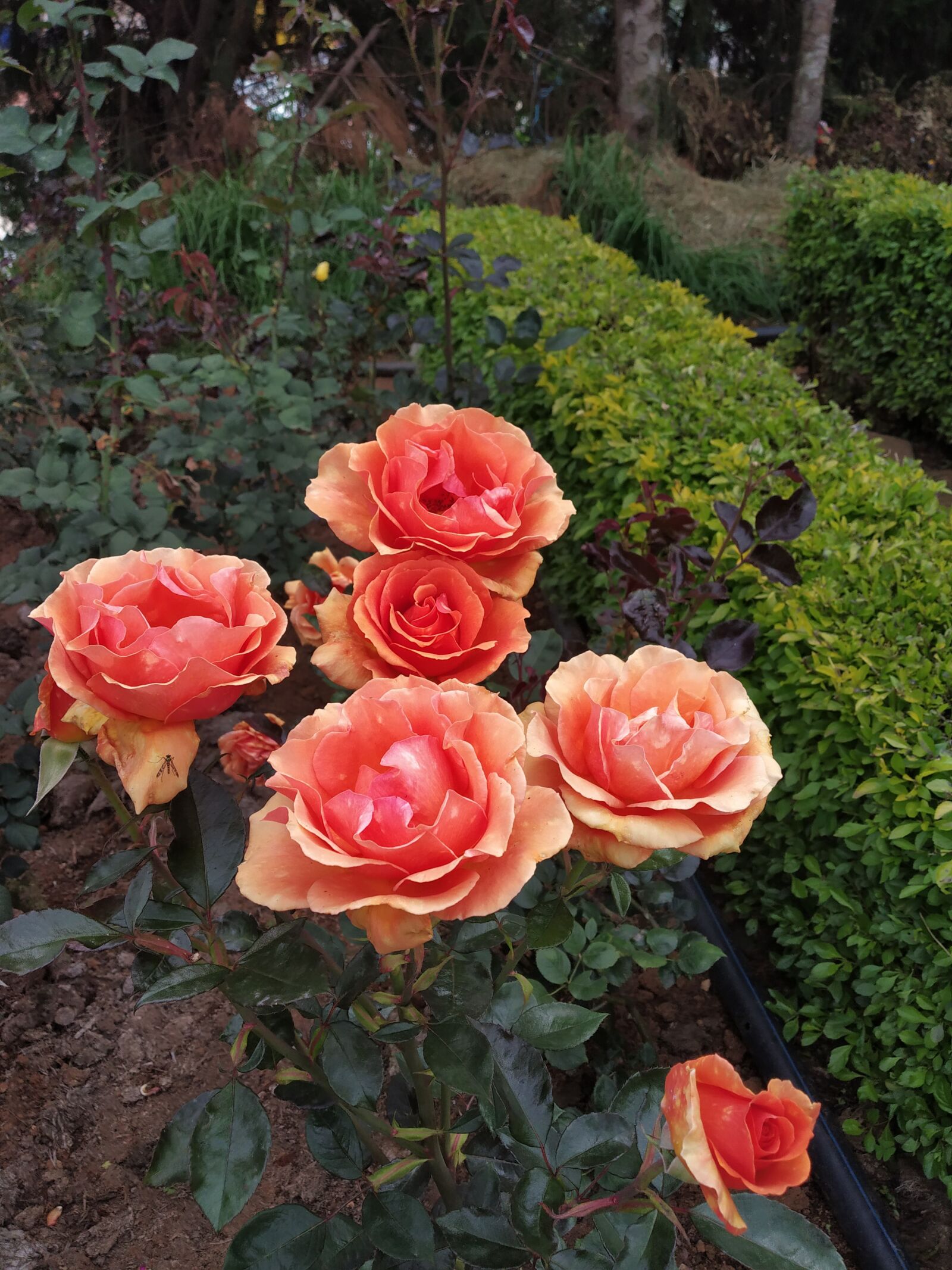 Xiaomi Redmi Note 5 Pro sample photo. Rose, flower, red photography
