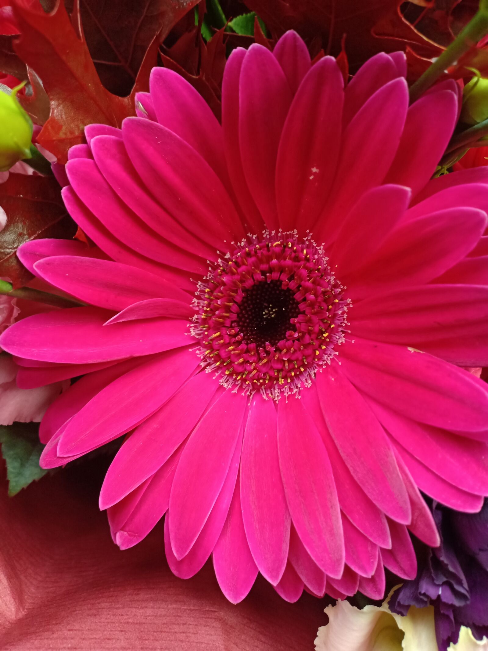 OPPO F7 sample photo. Gerbera, asteraceae, flower photography