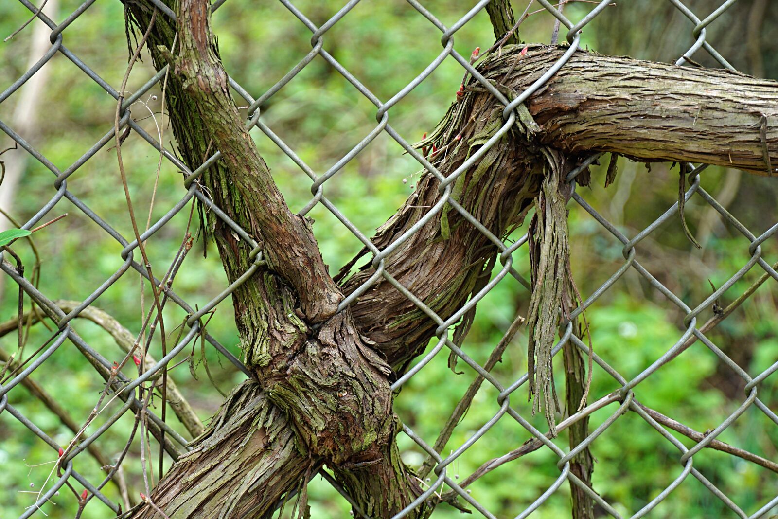 Sony a6000 sample photo. Roots, fence, outdoors photography