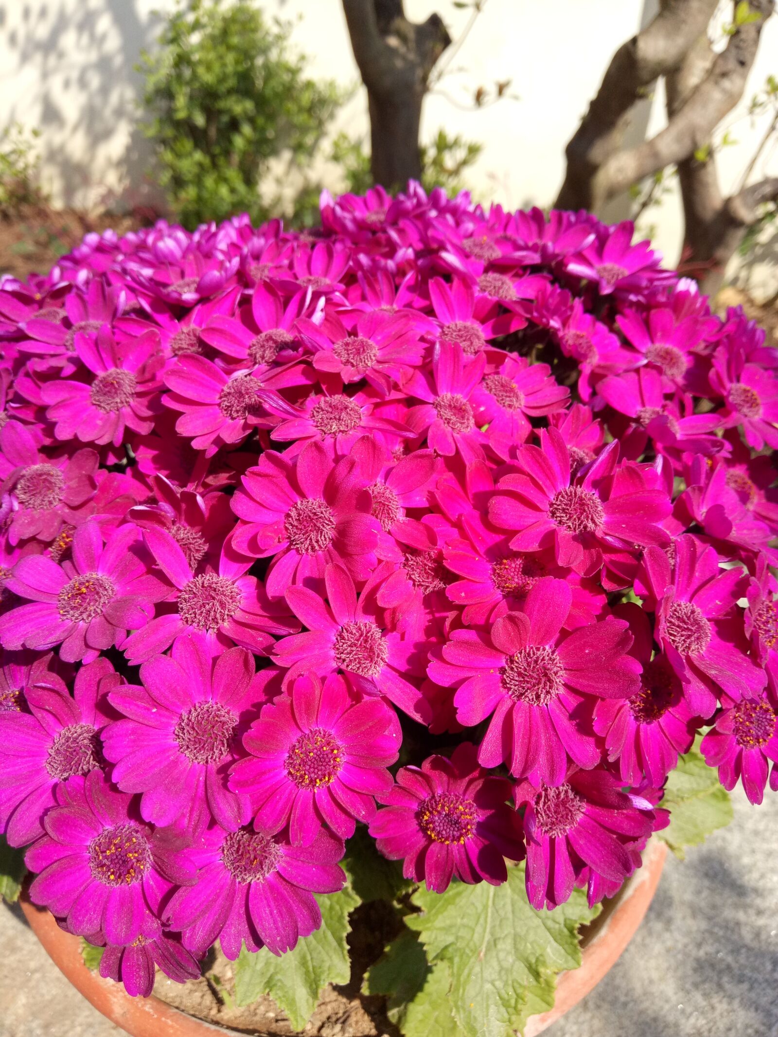 OPPO R9k sample photo. Flower, bright, spring photography