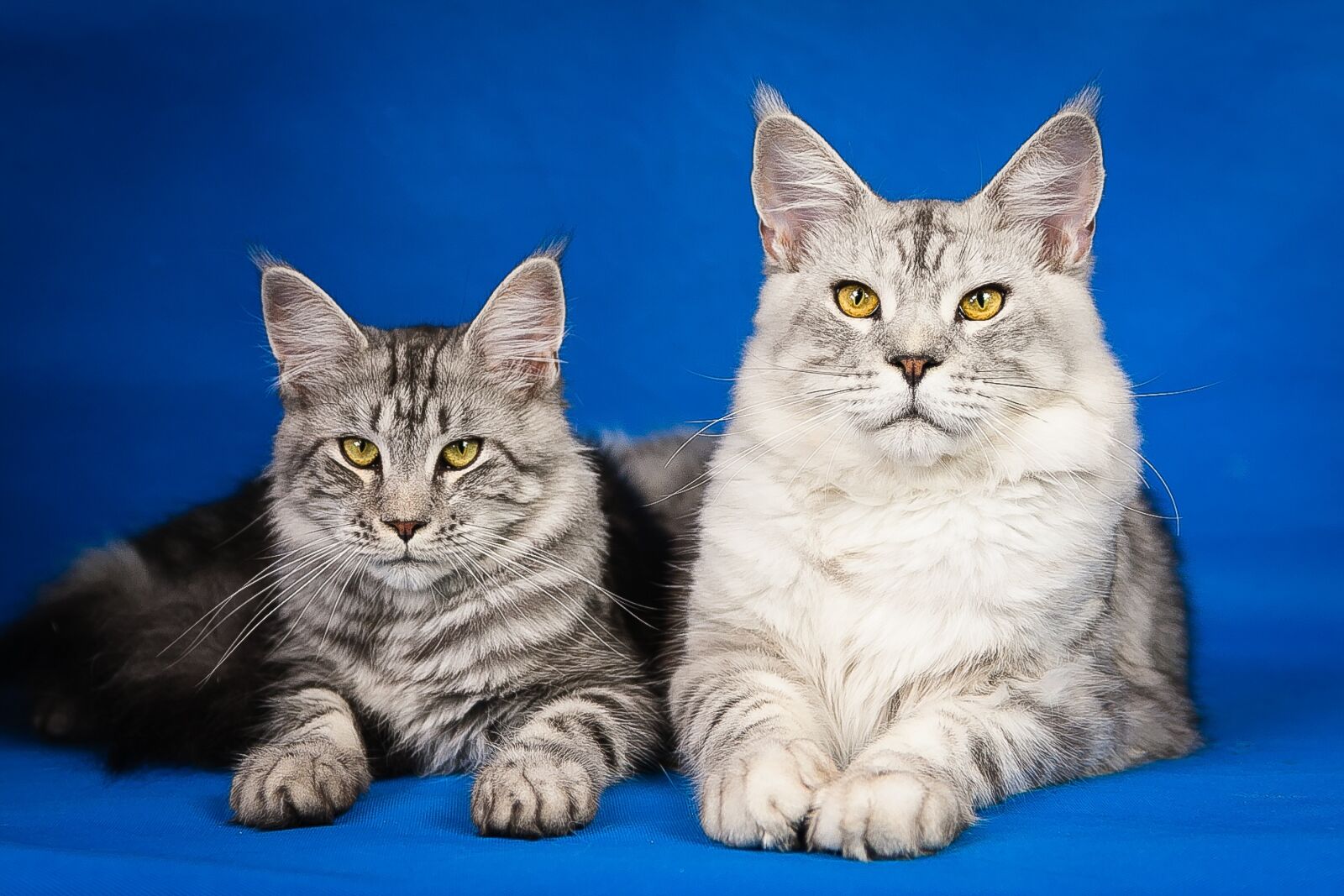 Canon EOS 40D sample photo. Maine coon, kittens, cute photography