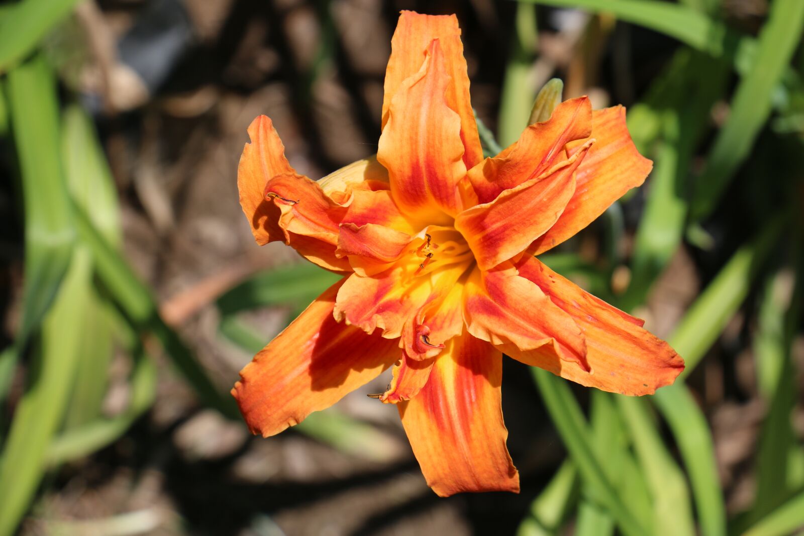 Canon EOS 70D sample photo. Flower, orange, nature photography