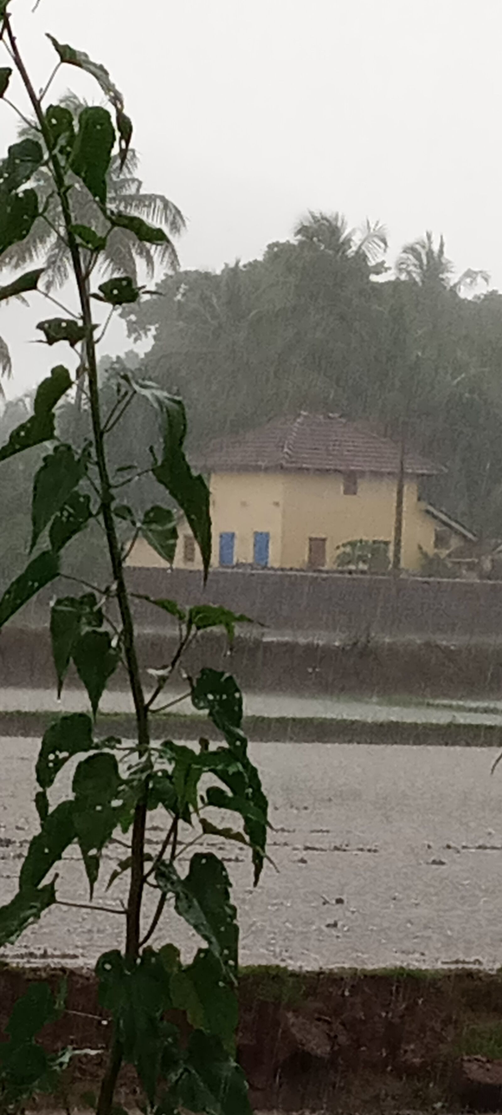 INFINIX MOBILITY LIMITED Infinix X650C sample photo. Rain time, in village photography