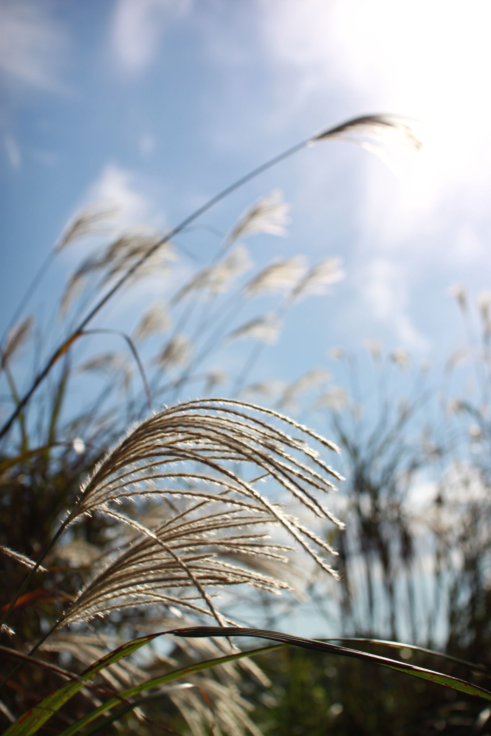 Canon EOS 500D (EOS Rebel T1i / EOS Kiss X3) sample photo. Reed, autumn, nature photography