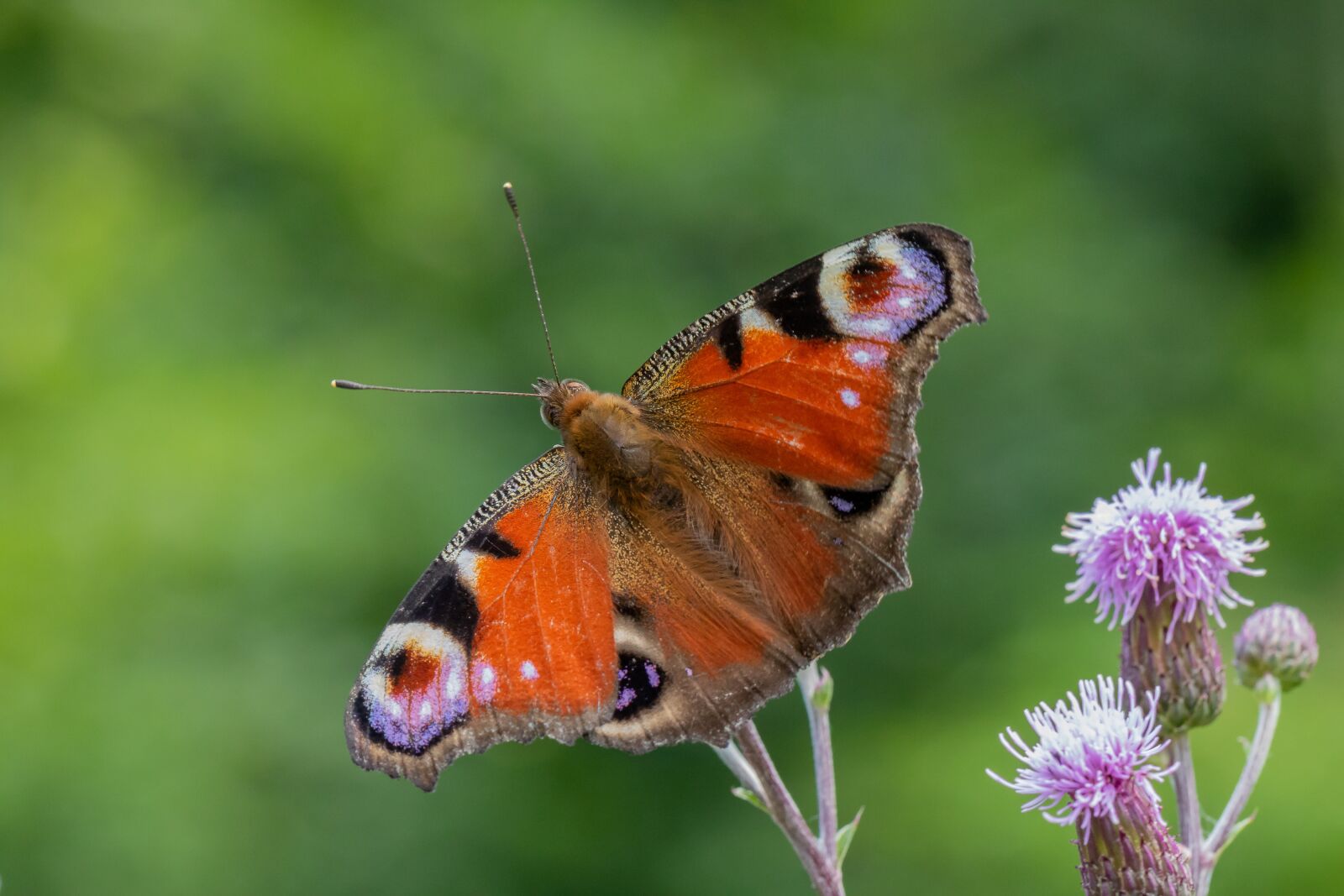 Canon EOS 7D Mark II sample photo. Butterfly, blossom, bloom photography