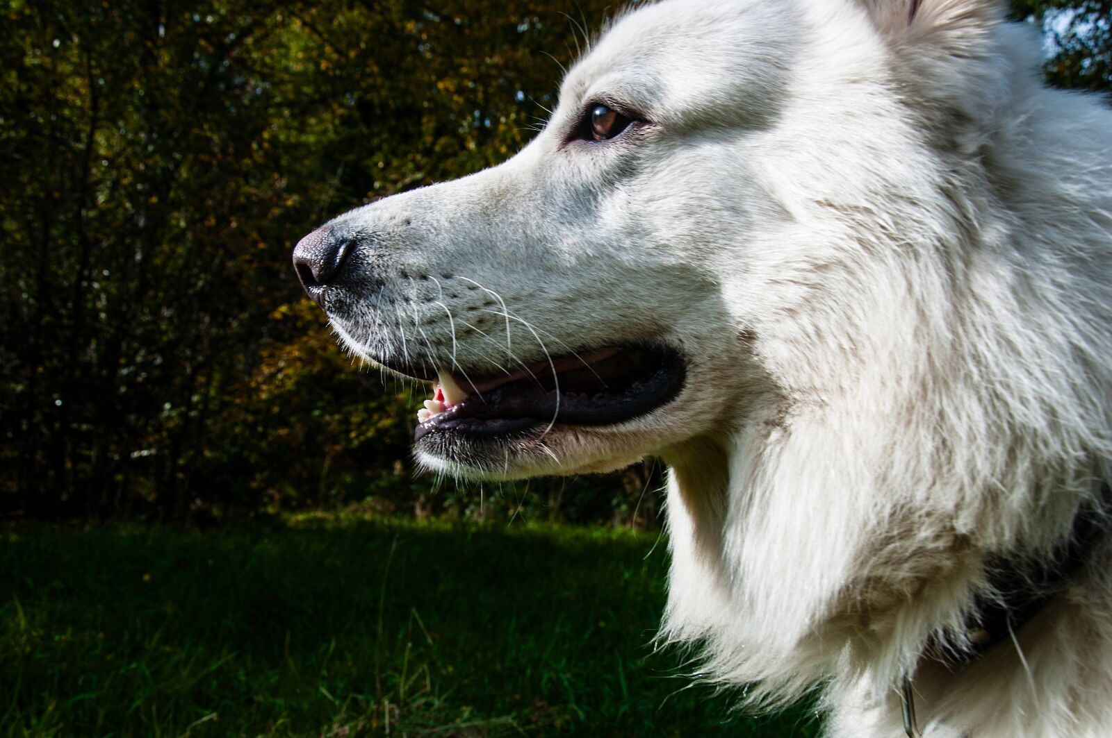 Nikon D5000 sample photo. Dog, mammal, animal photography