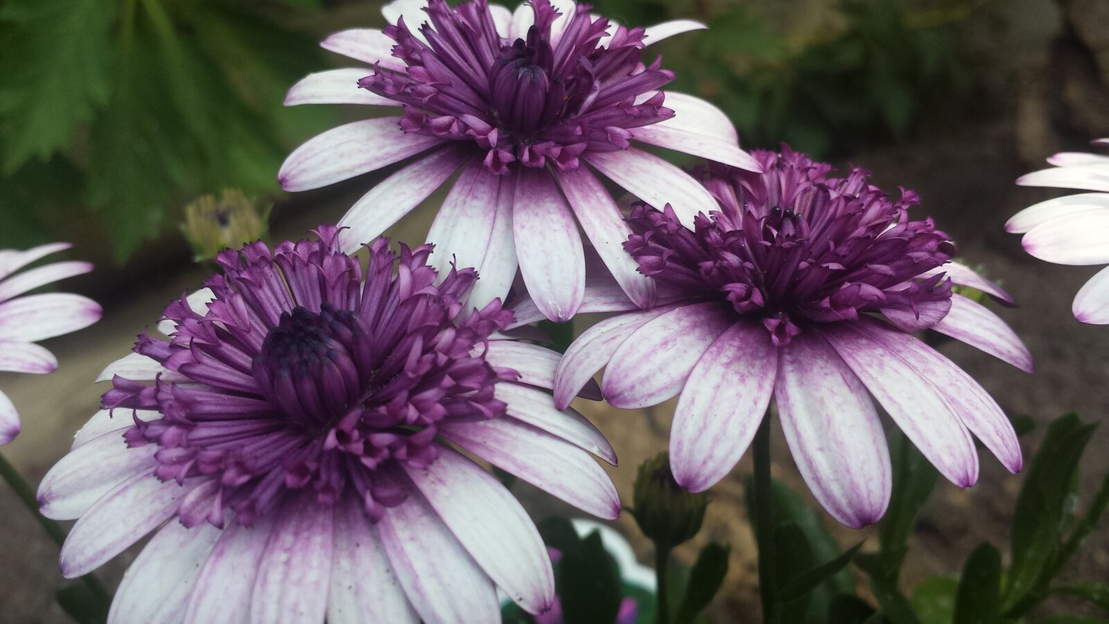 Samsung Galaxy S4 sample photo. Three, daisy, purple photography
