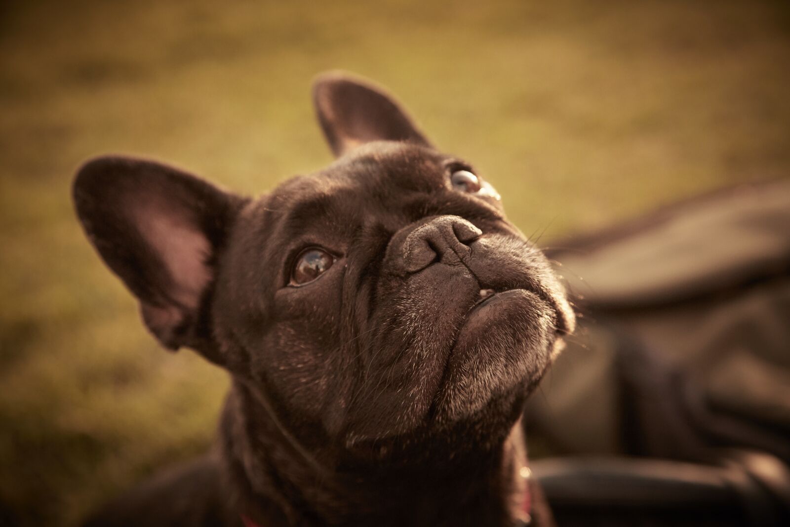 Canon EOS 6D Mark II sample photo. Bulldog french, dog, animal photography