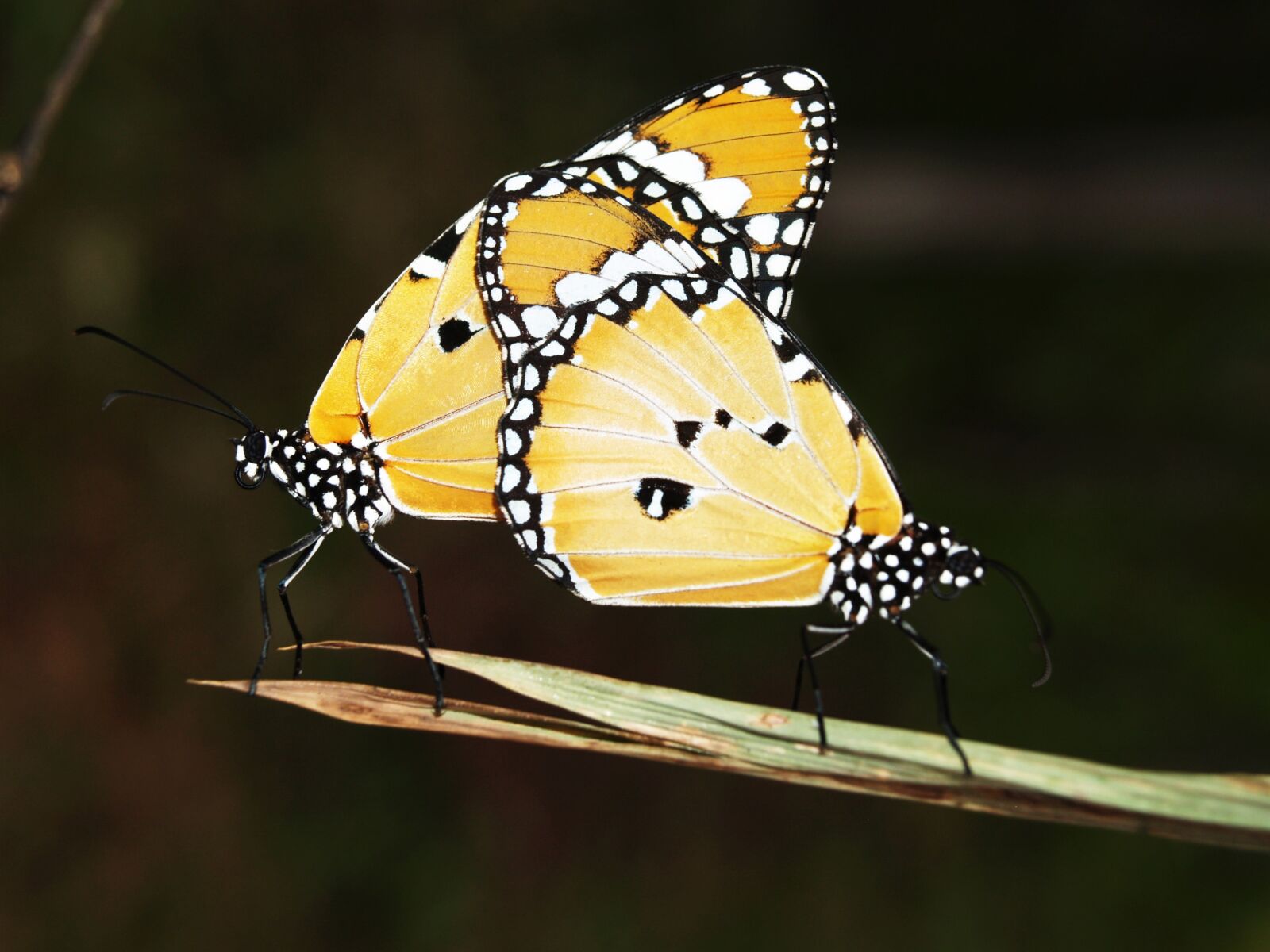 Olympus E-300 (EVOLT E-300) sample photo. Yellow, black, and, white photography