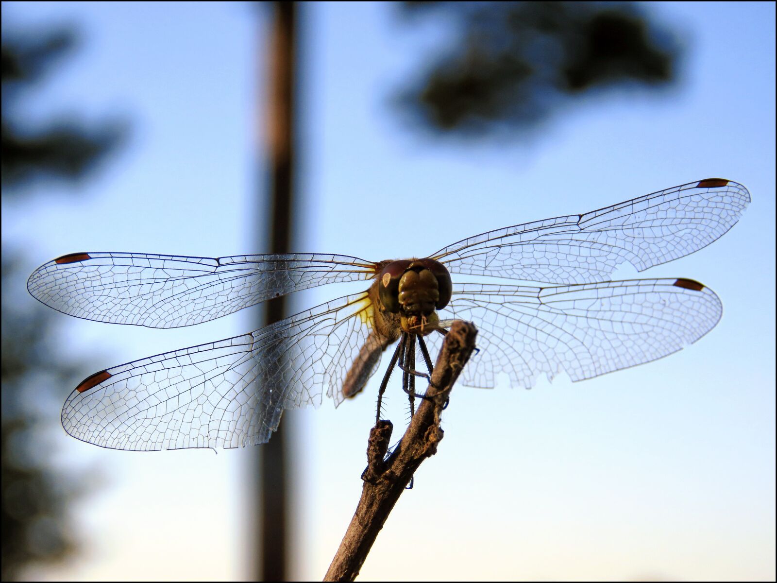 Canon PowerShot SX60 HS sample photo. Strekozets, nature, insect photography