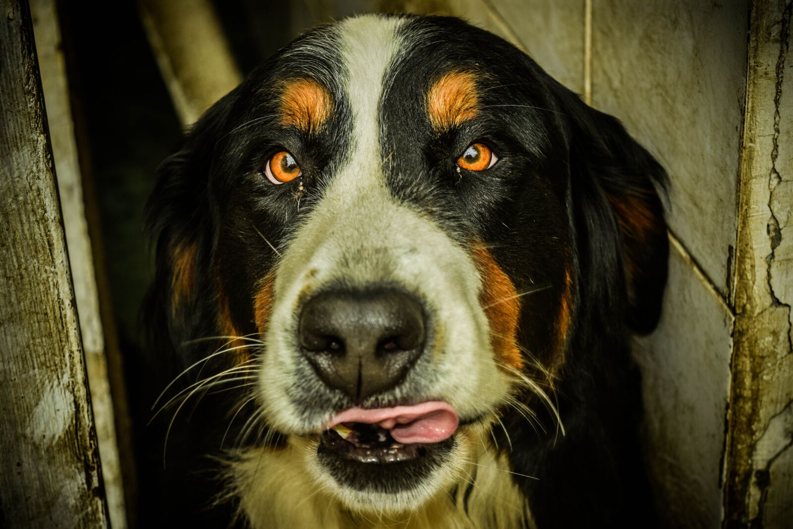 Nikon D3300 sample photo. Dog, bernese, animal photography