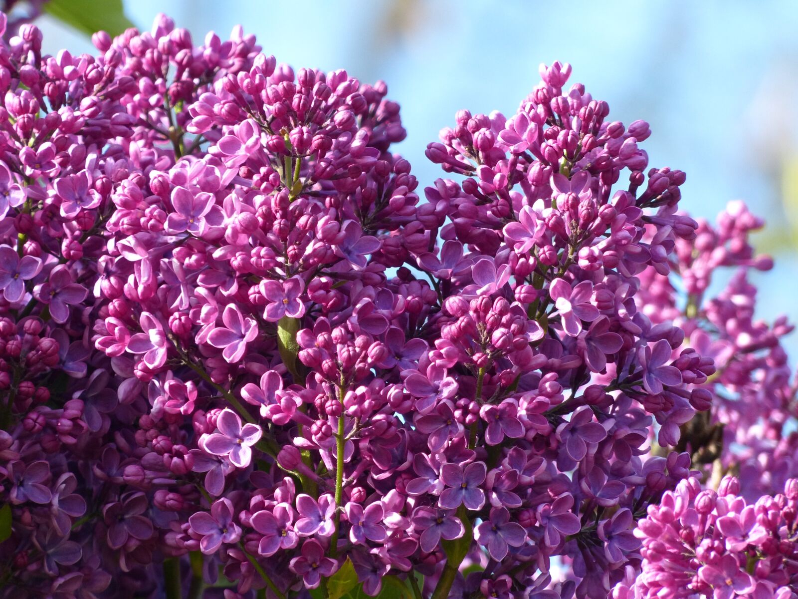 Panasonic Lumix DMC-FZ200 sample photo. Lilac, violet, plant photography