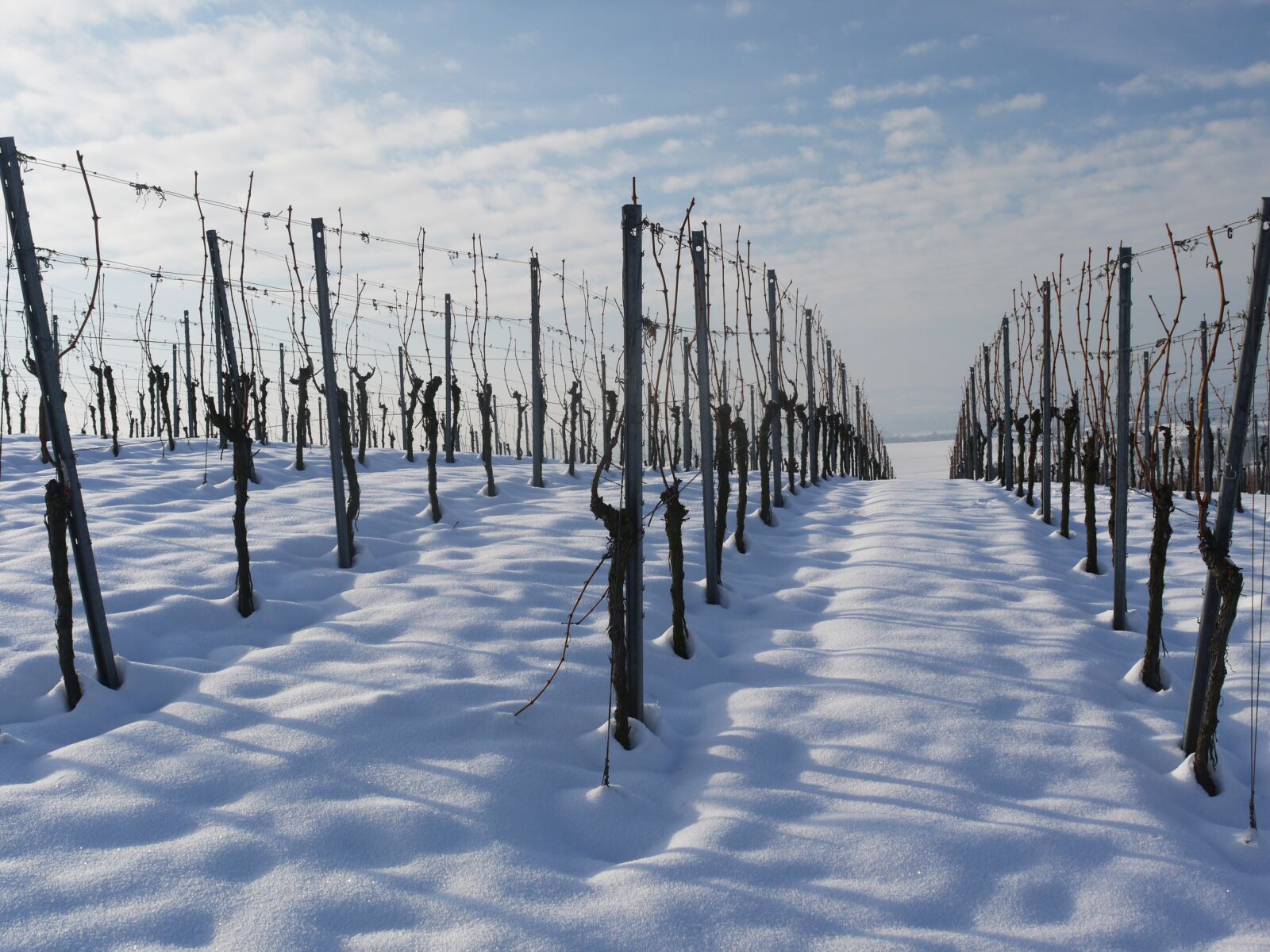 Panasonic Lumix DMC-G1 sample photo. Vineyard, winter, snow photography