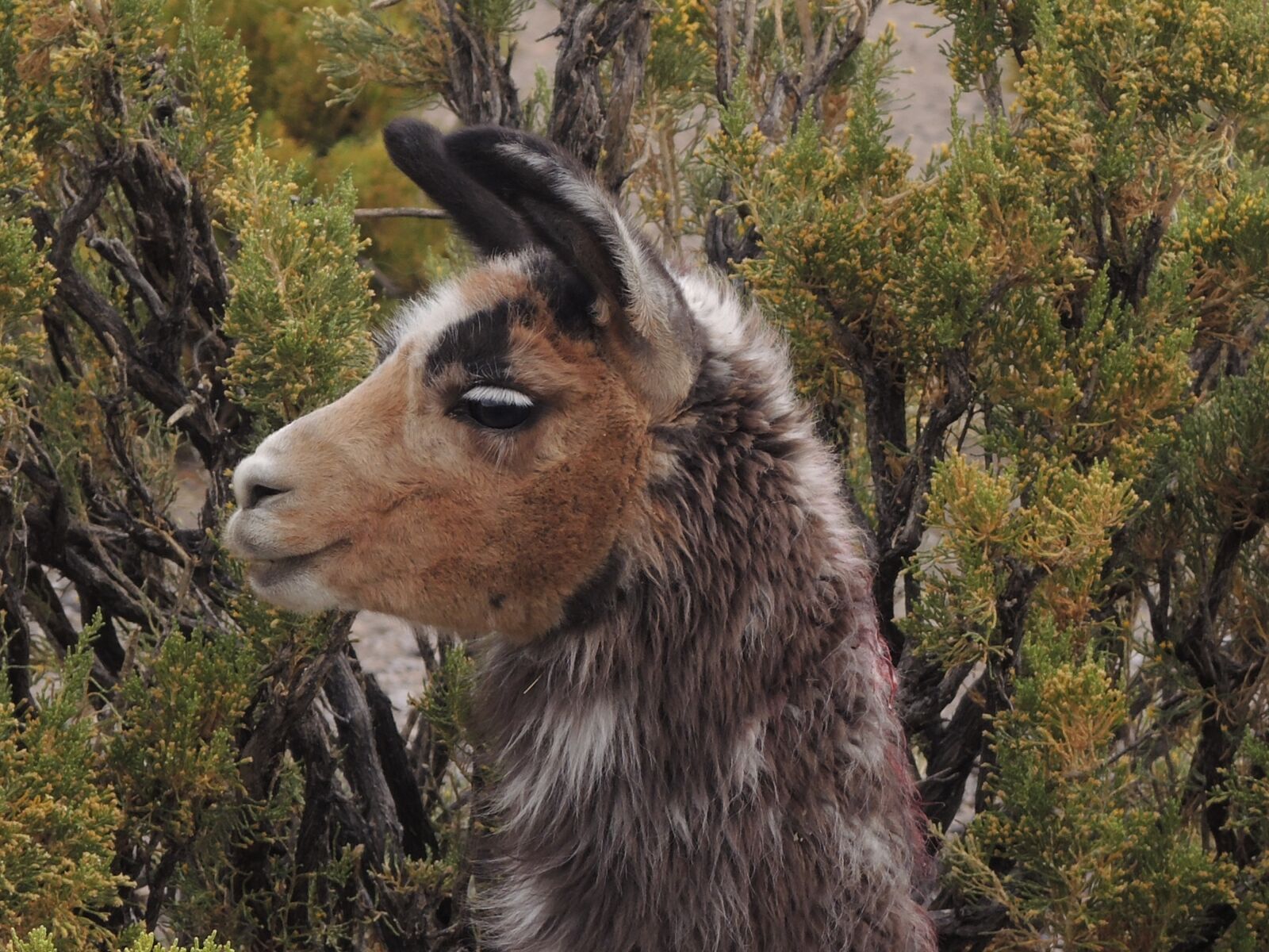 Nikon Coolpix P7700 sample photo. Alpaca, animal world, nature photography