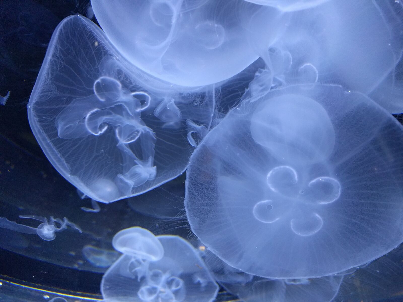 LG Nexus 5X sample photo. Jellyfish, aqua, water photography