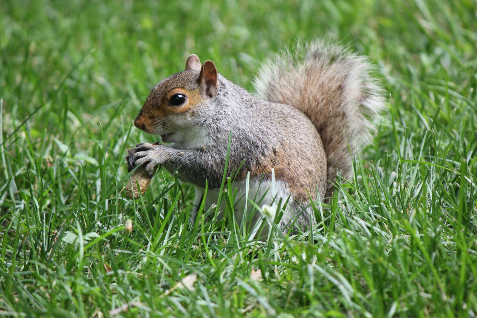 Canon EOS 550D (EOS Rebel T2i / EOS Kiss X4) sample photo. Squirrel, animal, eating photography