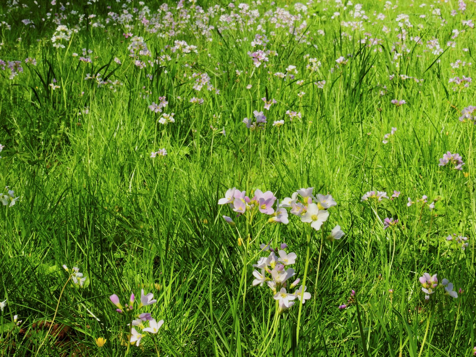Nikon Coolpix P900 sample photo. Flower, blossom, bloom photography