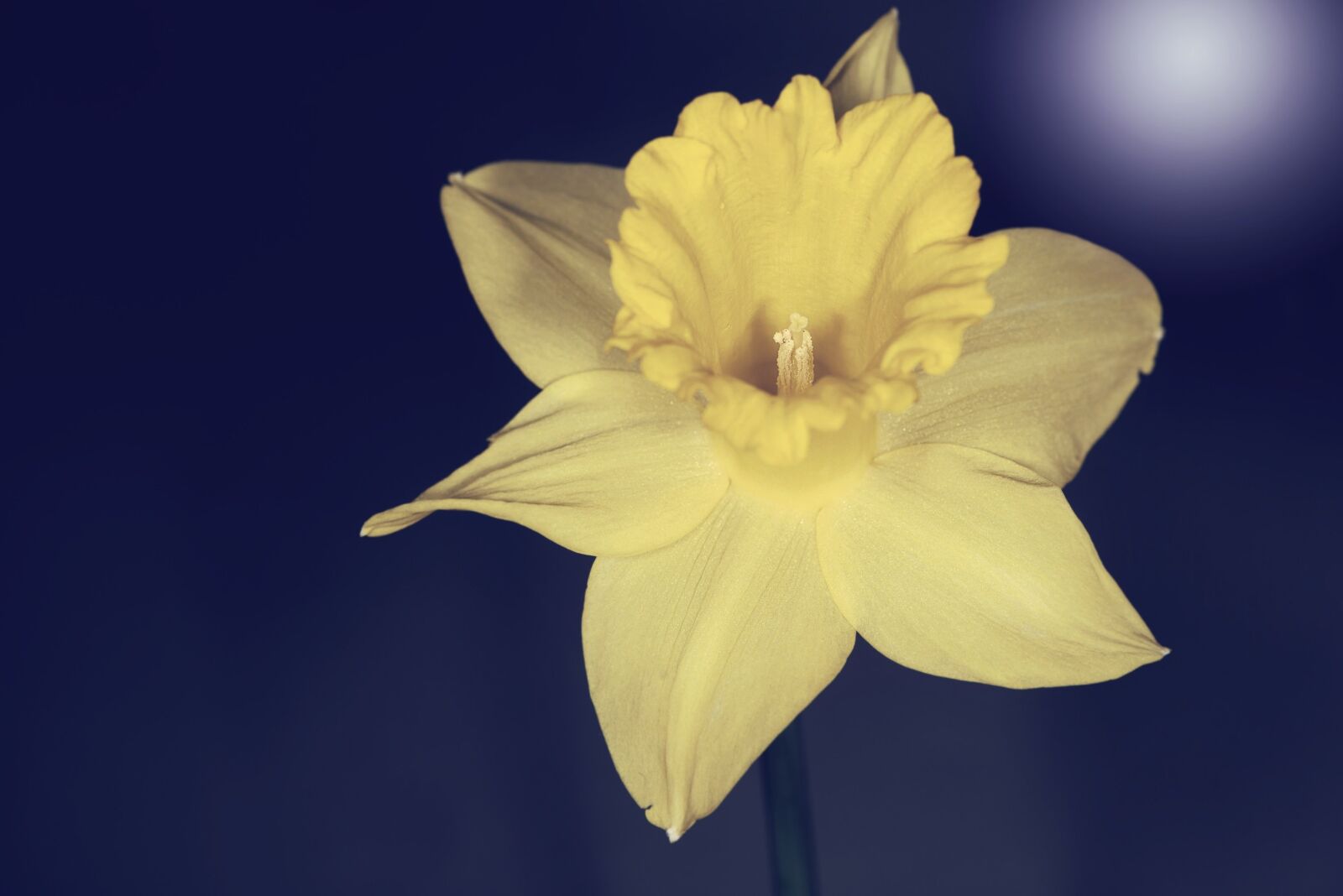 Nikon D750 sample photo. Narcissus, flower, blossom photography