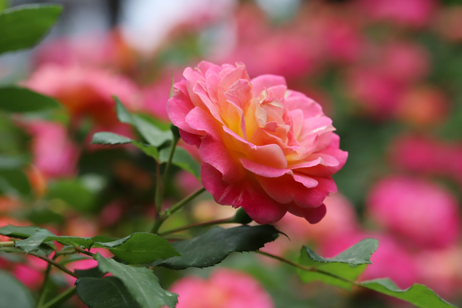 Canon EOS 6D Mark II sample photo. Rose, petal, flowers photography