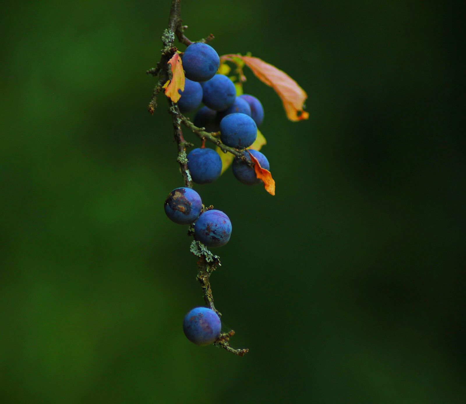 Canon EOS 600D (Rebel EOS T3i / EOS Kiss X5) sample photo. Macro, plant, nature photography