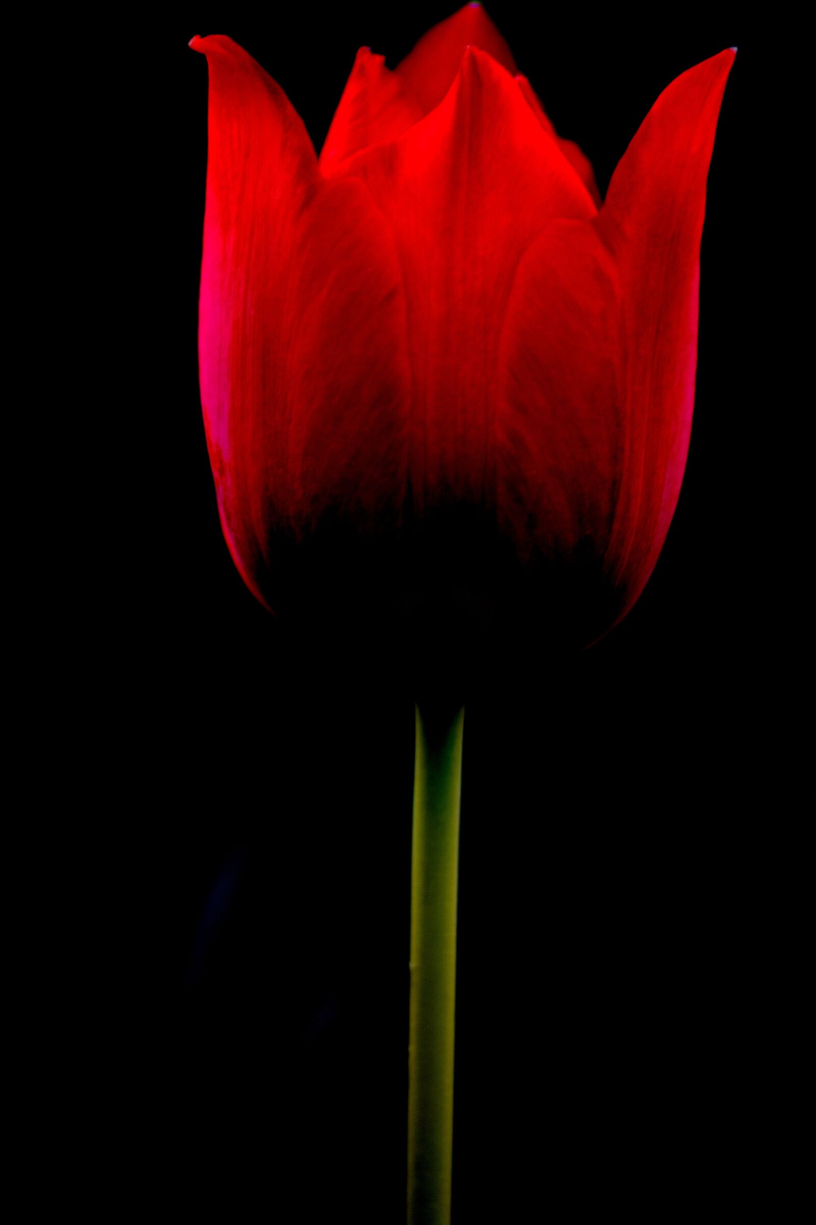 Nikon D3400 sample photo. Tulip, flower, nobody photography