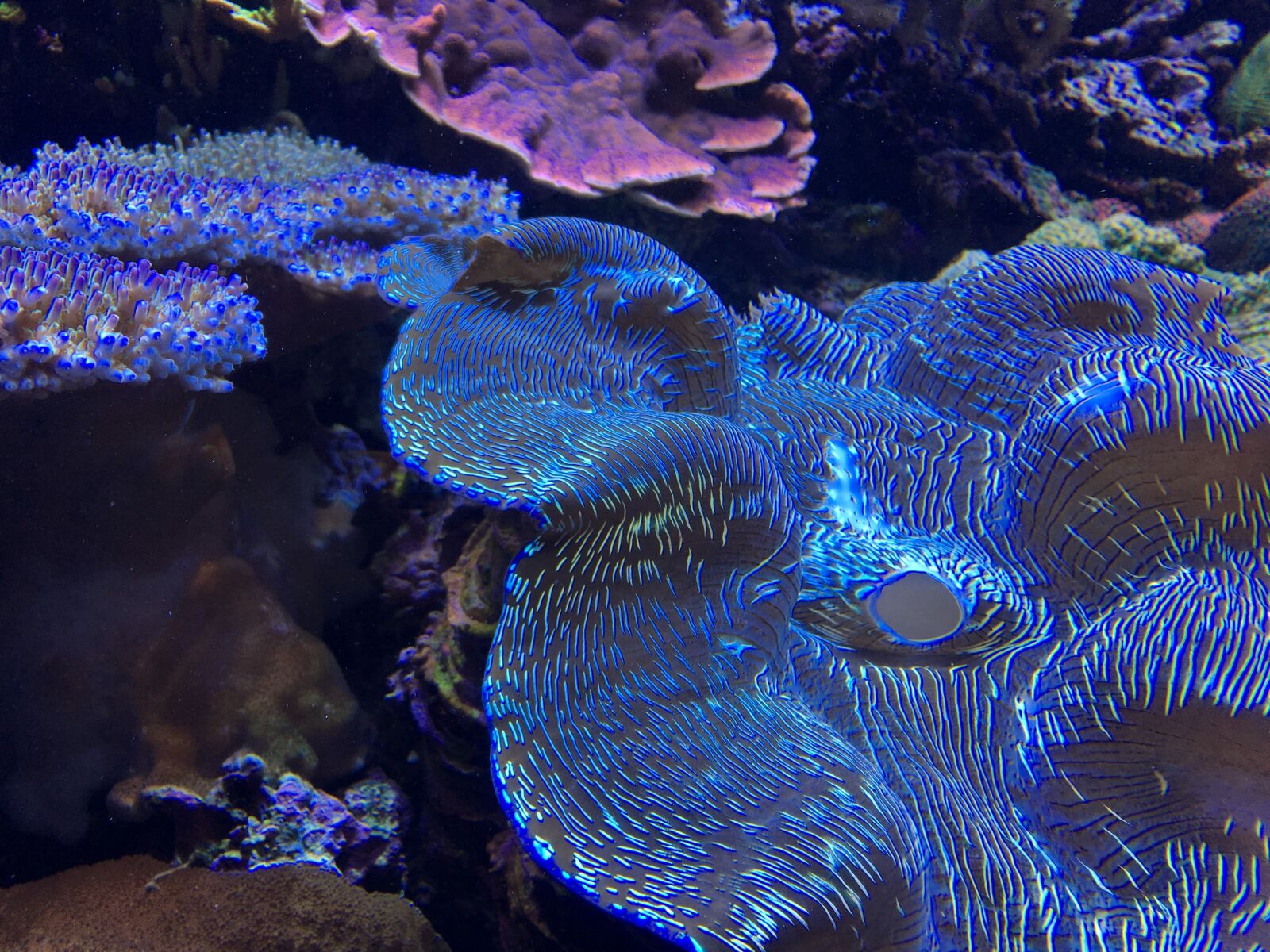 Apple iPhone 6s sample photo. Underwater, invertebrate, reef photography