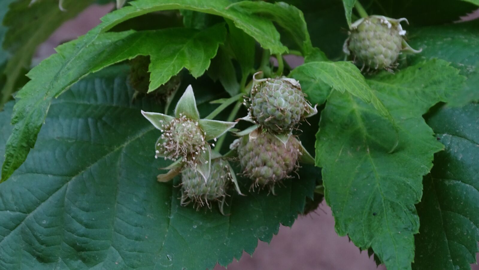 Sony Cyber-shot DSC-HX400V sample photo. Arizona, raspberry, plant photography