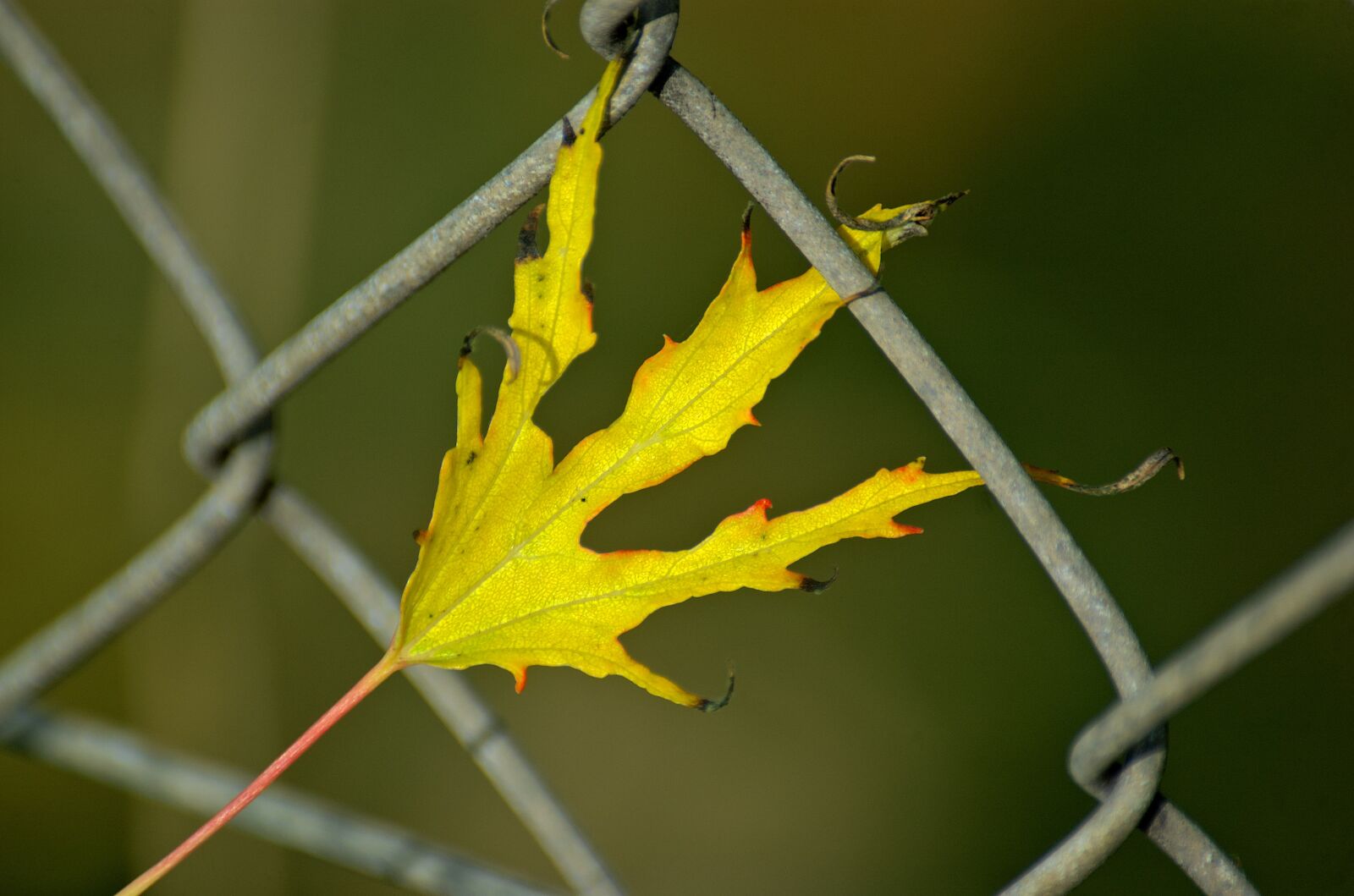 Nikon D70 sample photo. Leaf, autumn leaf, leaves photography