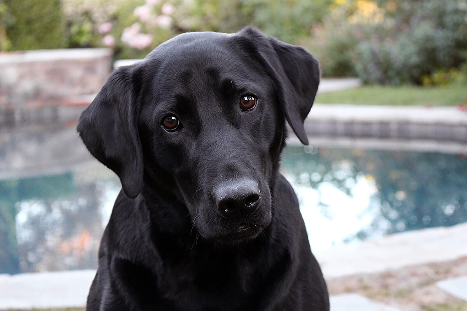 Canon EOS 100D (EOS Rebel SL1 / EOS Kiss X7) sample photo. Dog, animal, pet photography