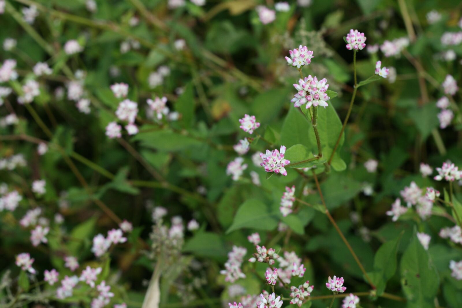Canon EOS 400D (EOS Digital Rebel XTi / EOS Kiss Digital X) sample photo. Gomali, persicaria thunbergii, flower photography