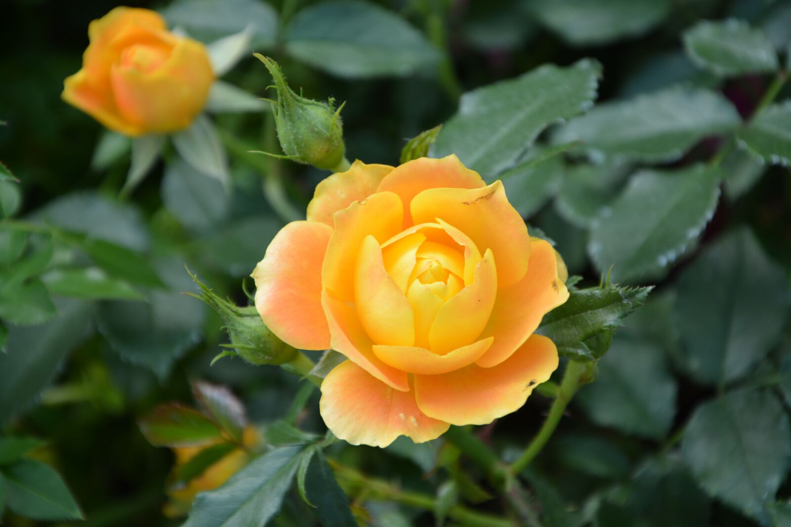 Nikon D5200 sample photo. Flower, pink flowers, rosebush photography