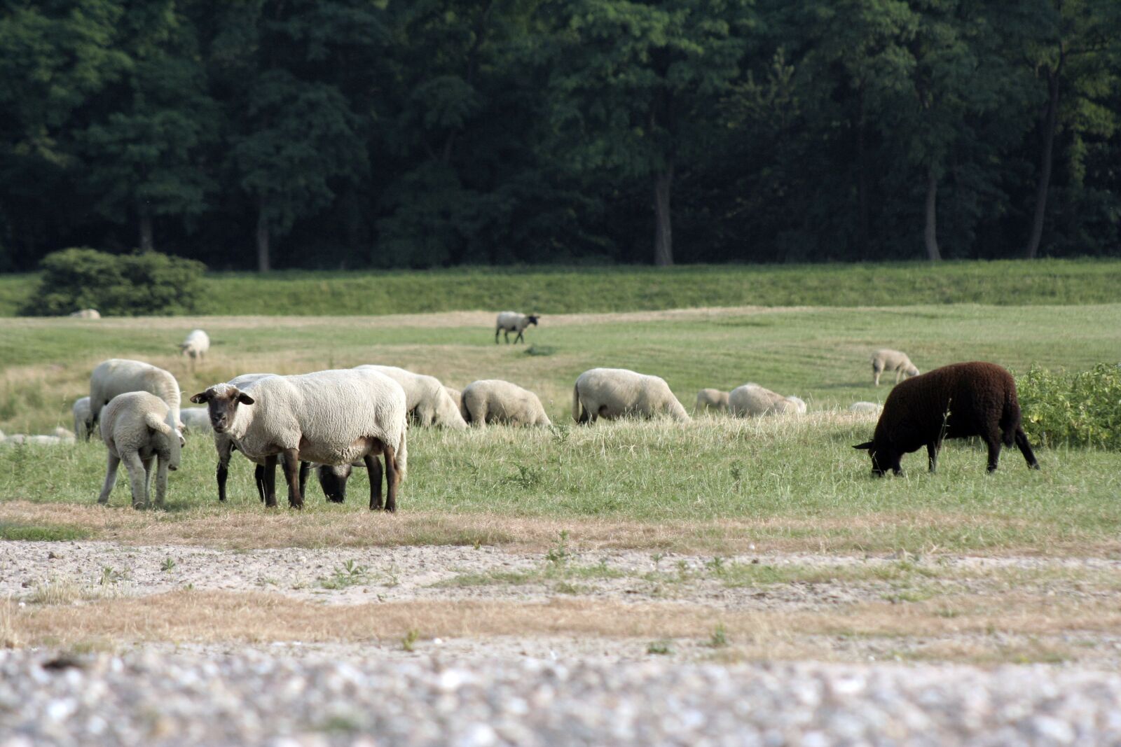 Canon EOS 350D (EOS Digital Rebel XT / EOS Kiss Digital N) sample photo. Sheep, black sheep, flock photography