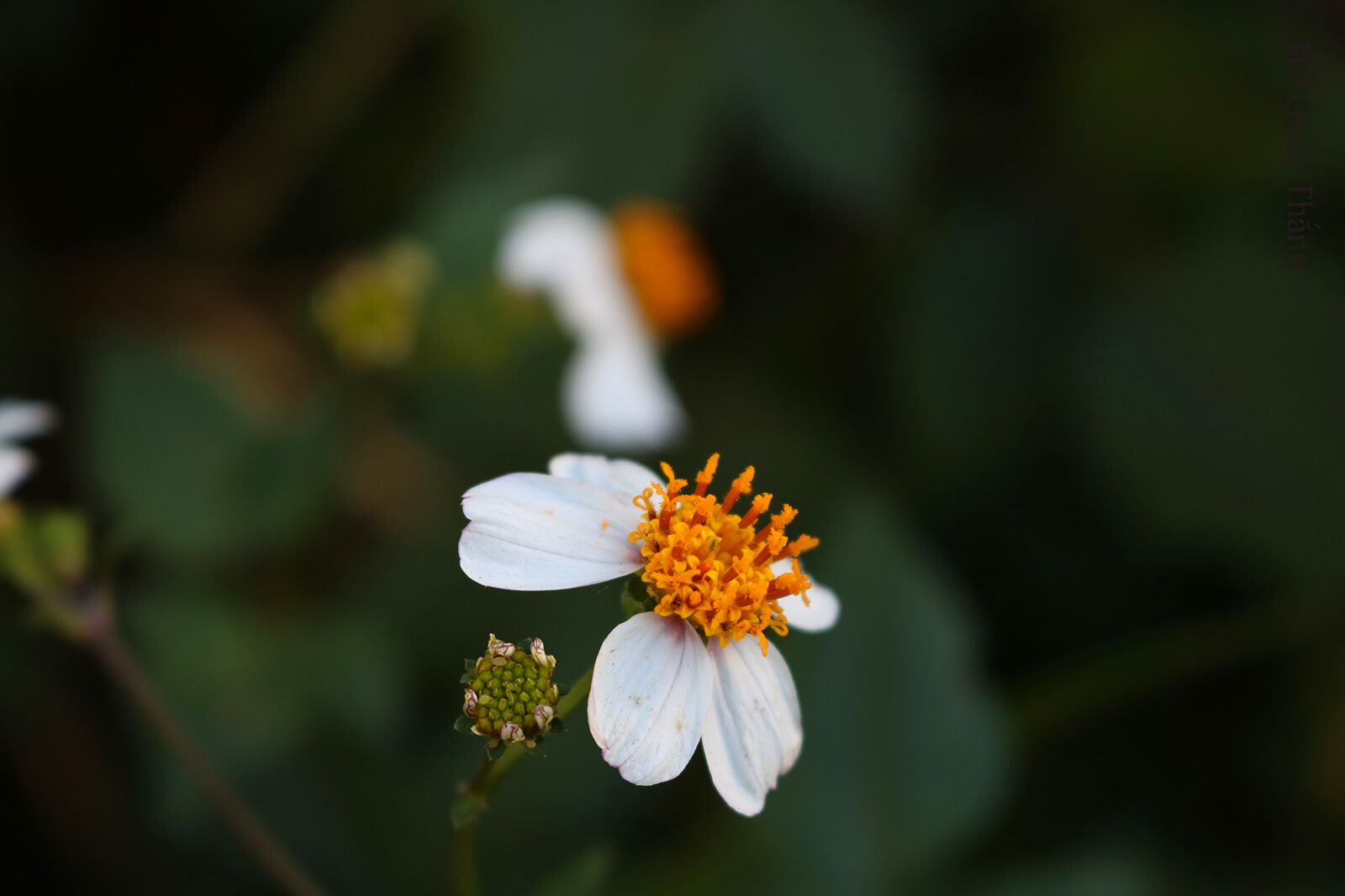 Canon EOS 750D (EOS Rebel T6i / EOS Kiss X8i) sample photo. Flowers, wildflowers, flower photography