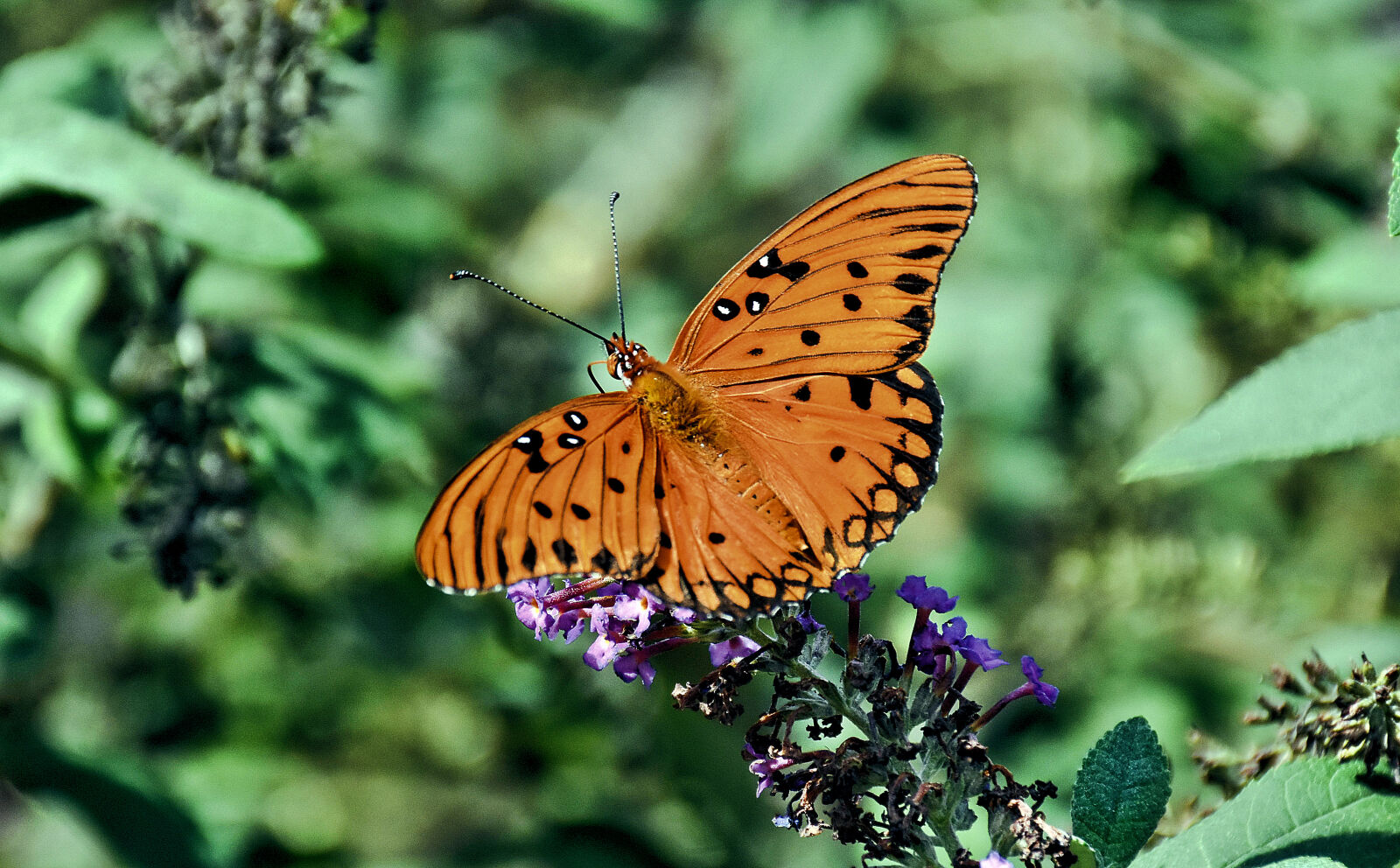 Nikon D7200 sample photo. Butterflies, butterfly, on, a photography