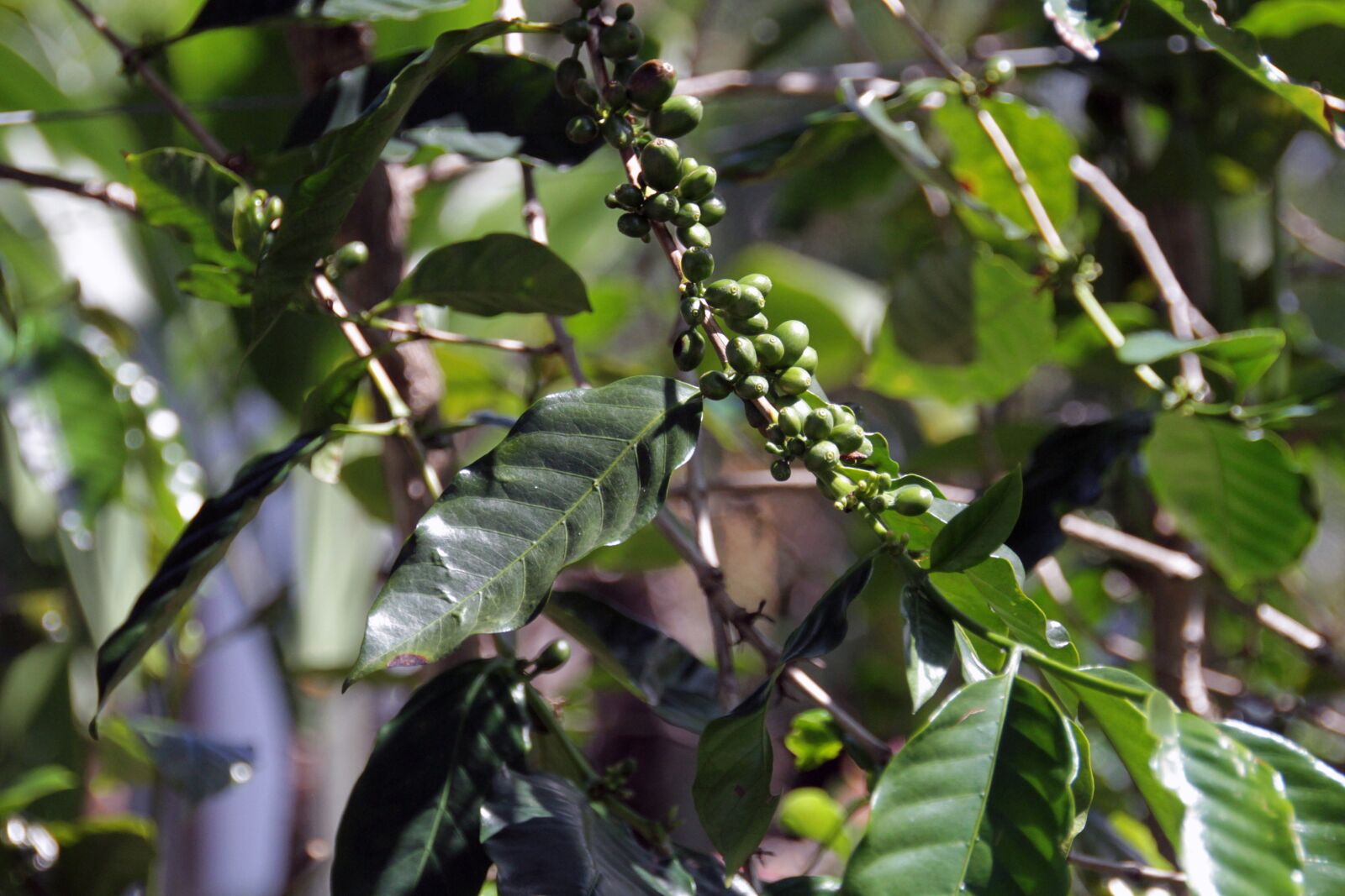 Canon EOS 7D sample photo. Coffee, plant, seeds photography