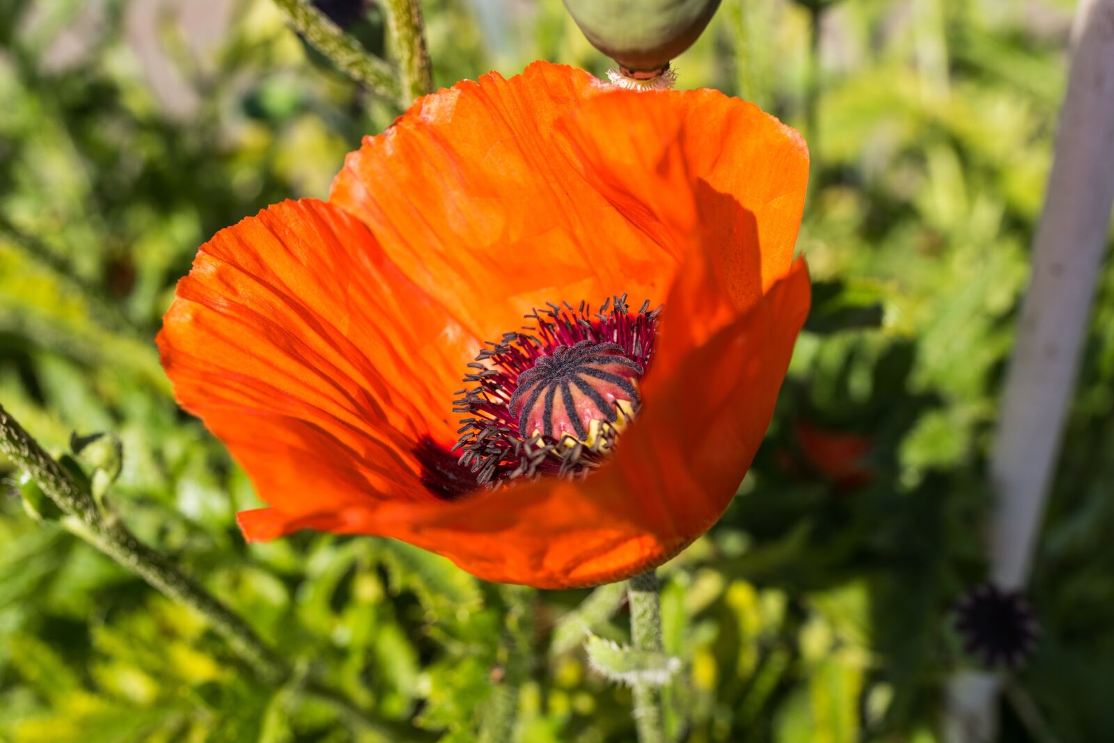 Nikon D810 sample photo. Poppy, blossom, bloom photography