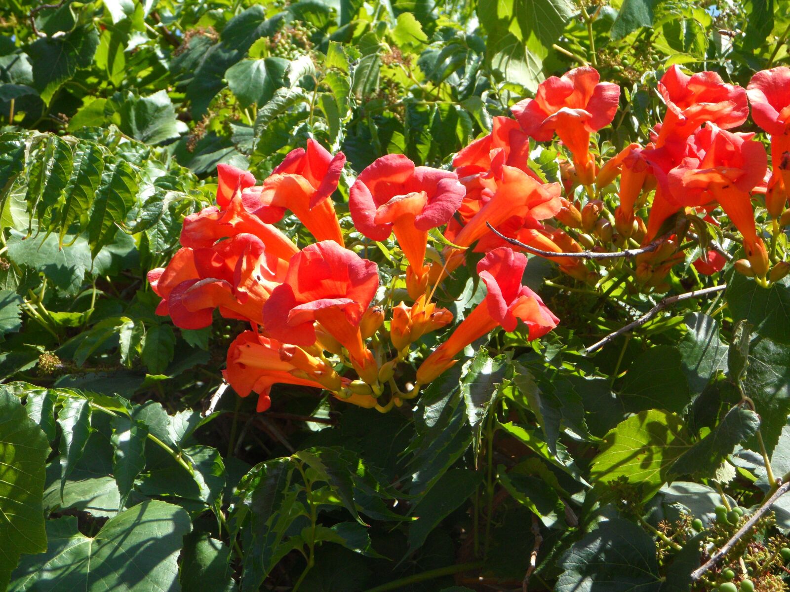 Samsung VLUU WB210, SAMSUNG WB210 sample photo. Ornamental shrub, mediterranean, blossom photography
