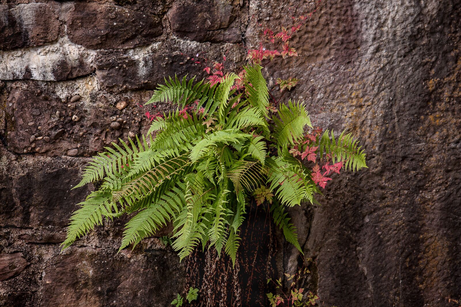 Canon EOS 50D + Canon EF-S 55-250mm F4-5.6 IS STM sample photo. Fern, masonry, nature photography