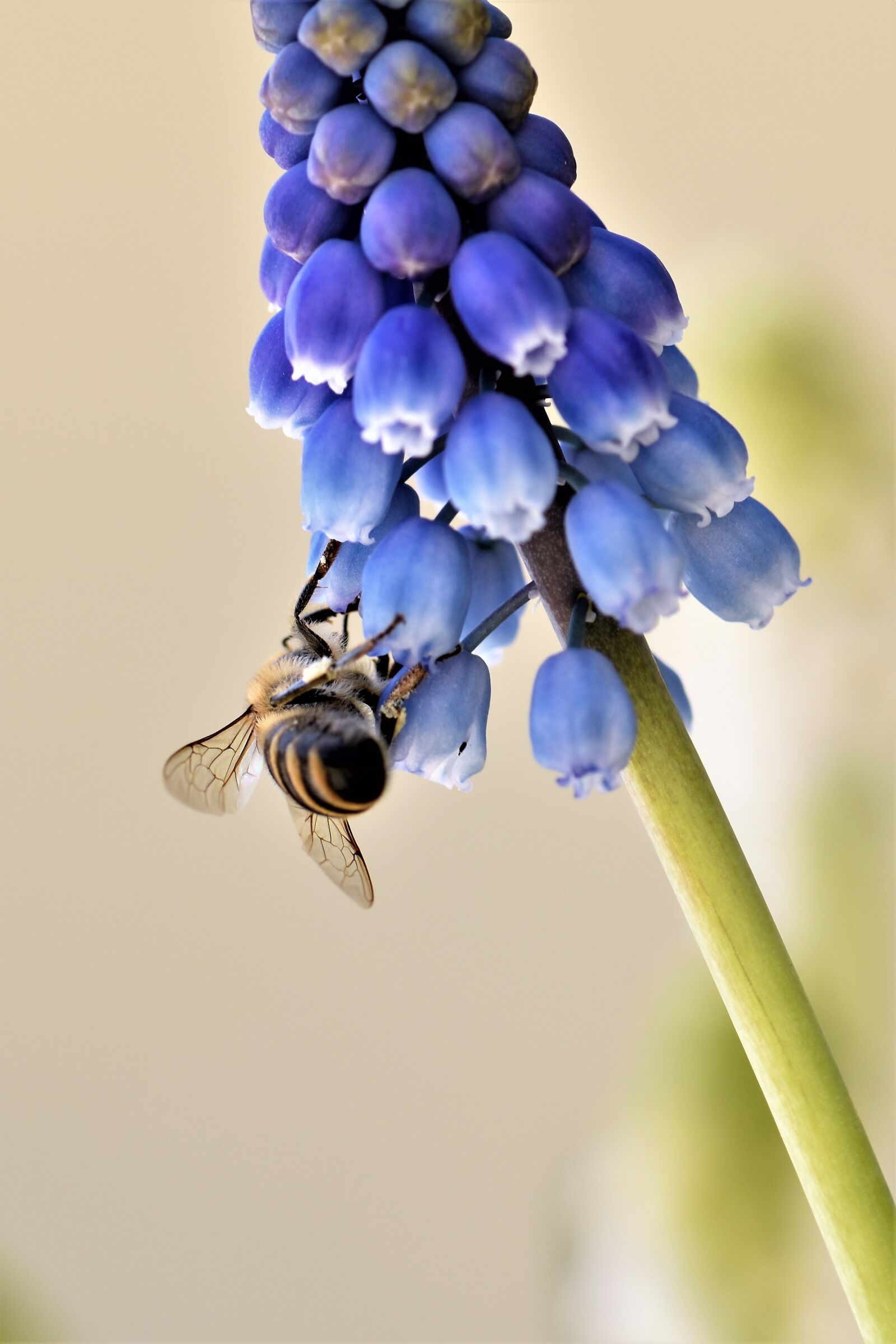 Nikon D5500 sample photo. Bee, animal, nature photography