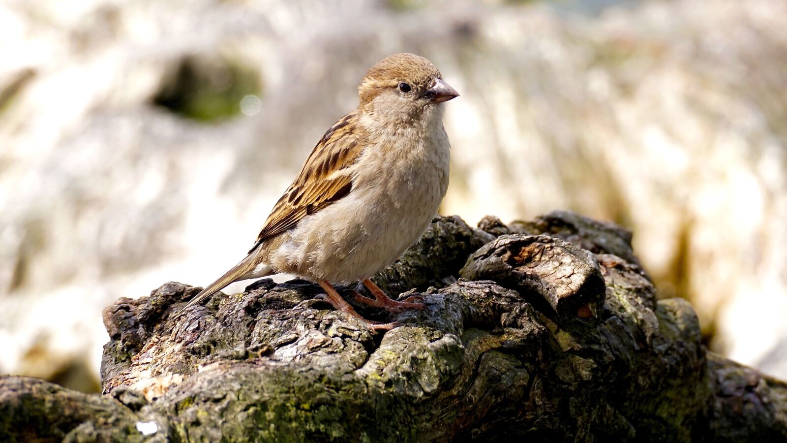 Sony DT 55-300mm F4.5-5.6 SAM sample photo. Sparrow, bird, nature photography