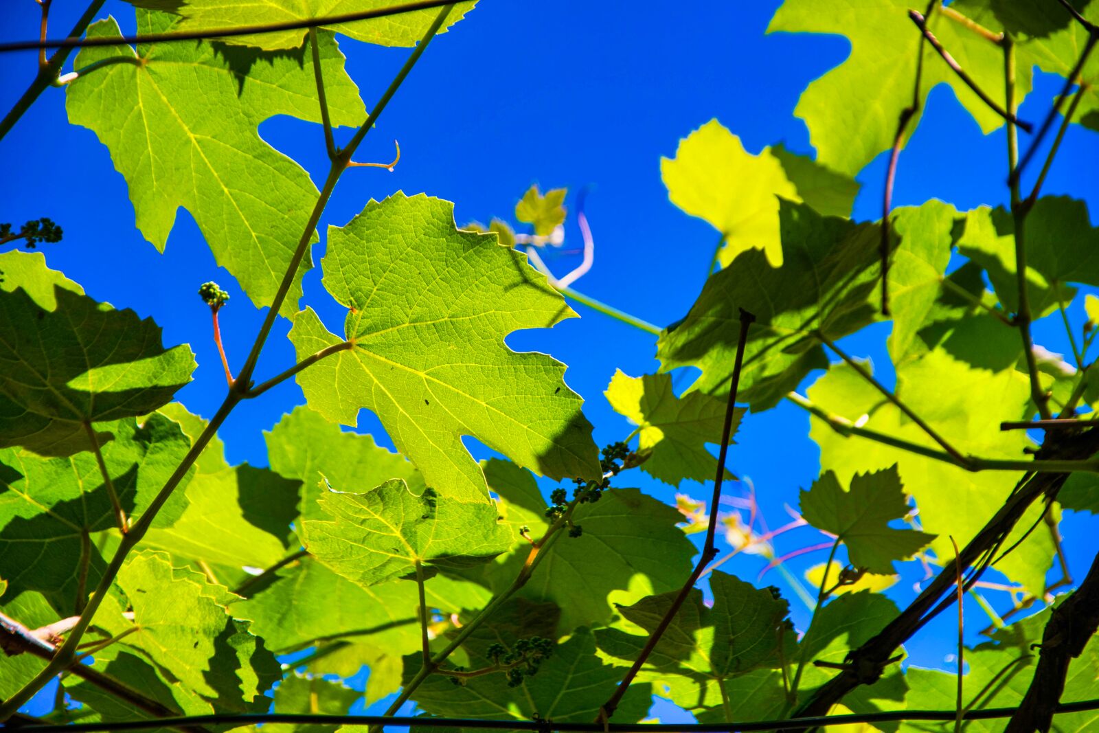 Nikon D500 sample photo. Leaves, green, sky photography