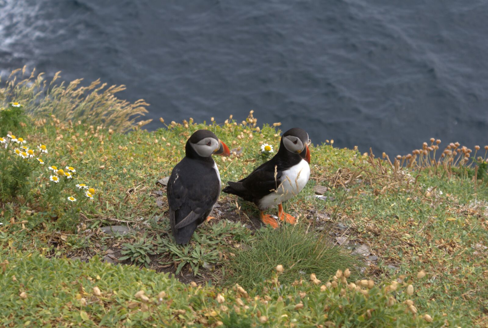 Sony Alpha DSLR-A200 sample photo. Puffins, skellig michael, cliffs photography